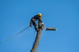 Travaux de coupe et d’entretien d’un arbre