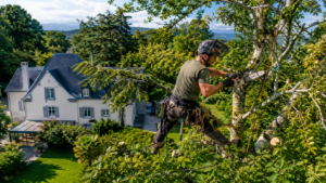 Élagueur grimpeur perché dans un grand arbre dans un jardin résidentiel